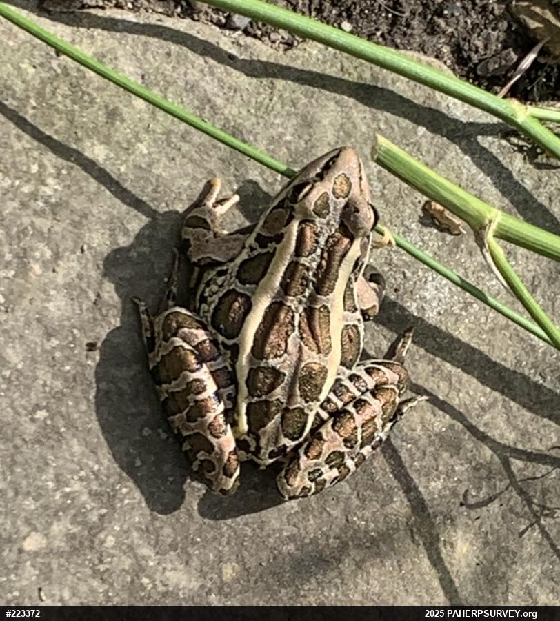 Pickerel Frog