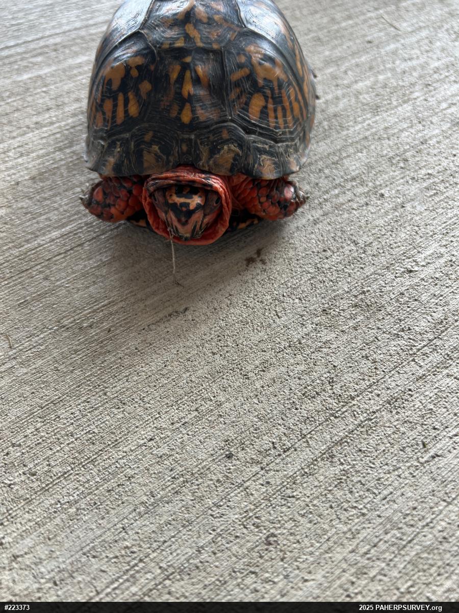 Eastern Box Turtle