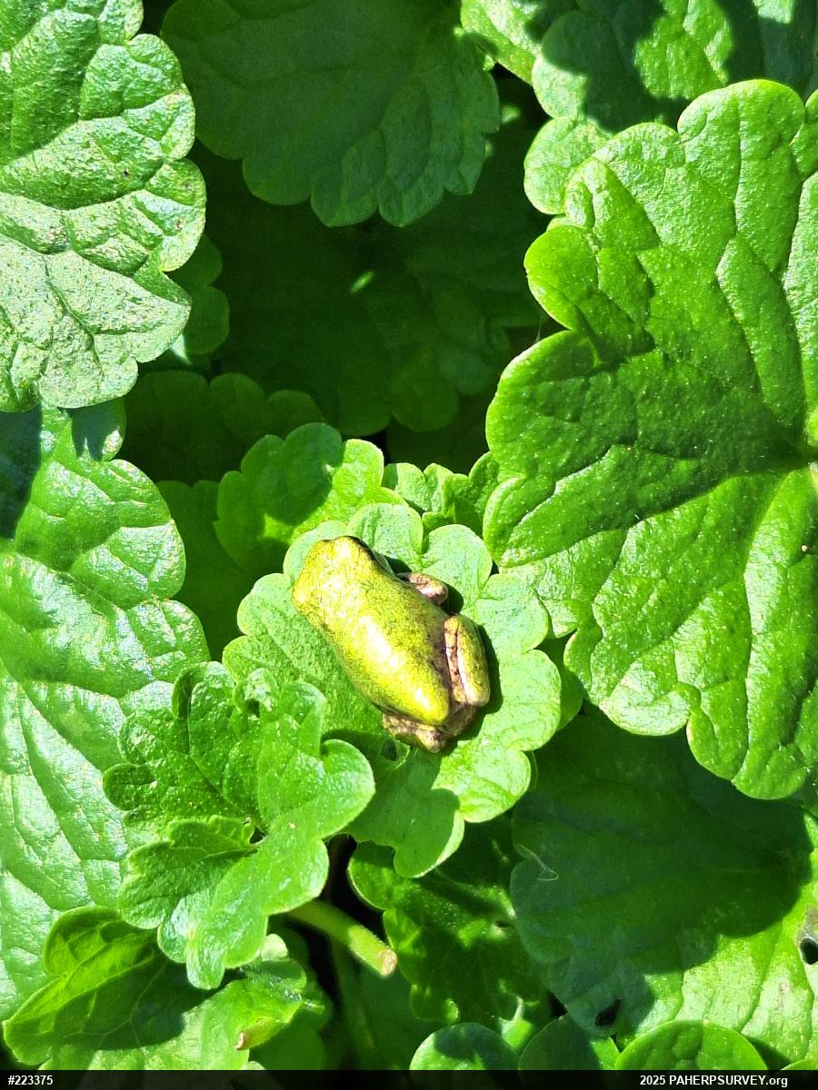 Unknown Gray Treefrog