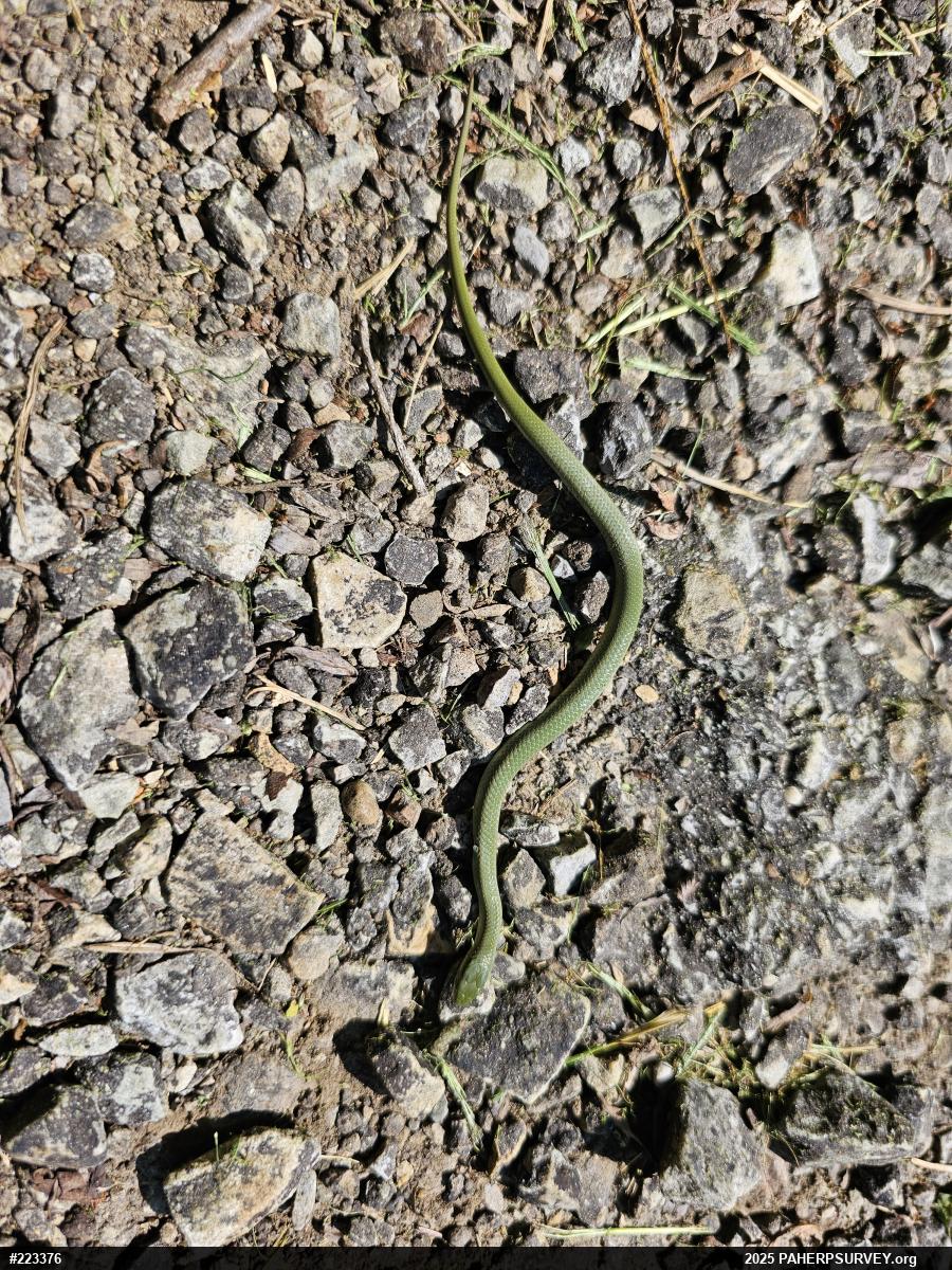 Smooth Greensnake