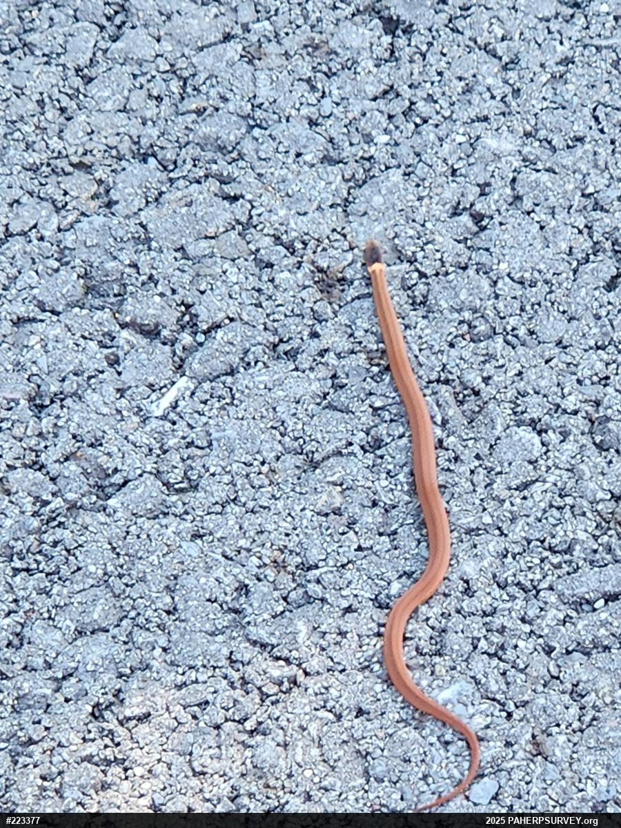Red-bellied Snake