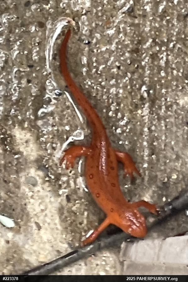 Red-spotted Newt