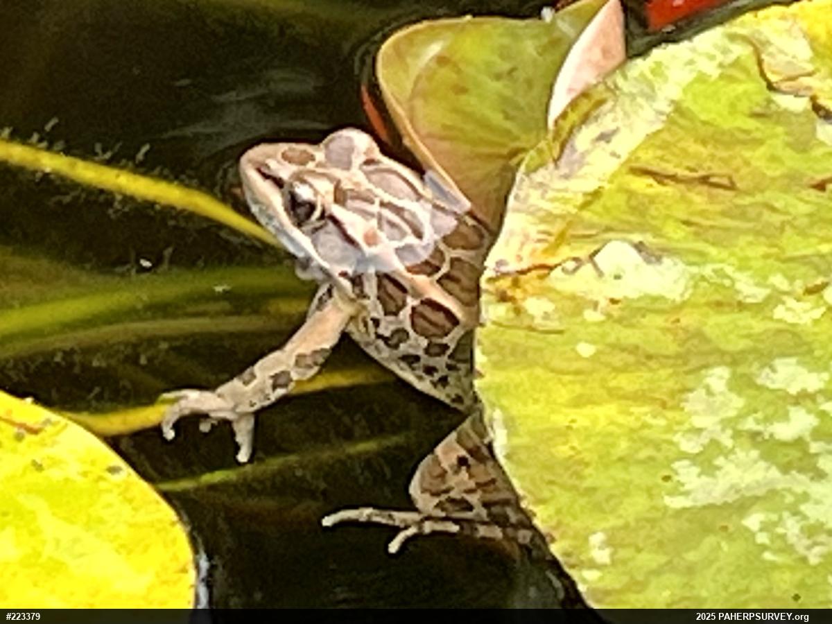 Pickerel Frog