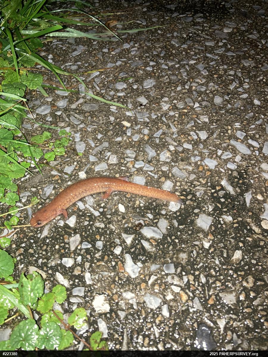 Northern Spring Salamander