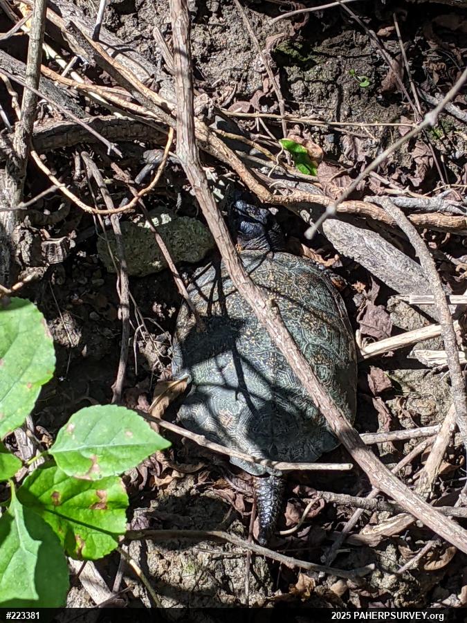 Wood Turtle
