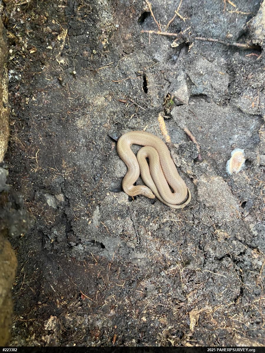 Mountain Earthsnake