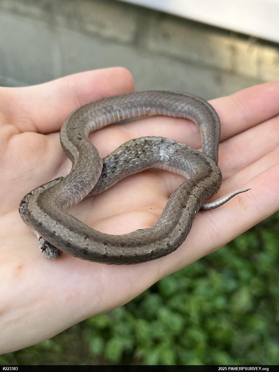 Dekay's Brownsnake