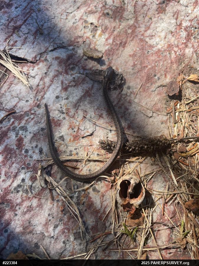 Eastern Gartersnake