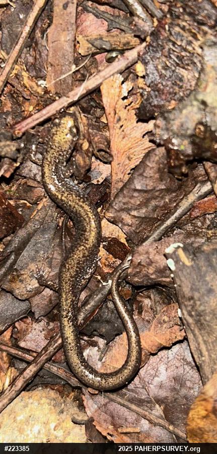 Eastern Red-backed  Salamander