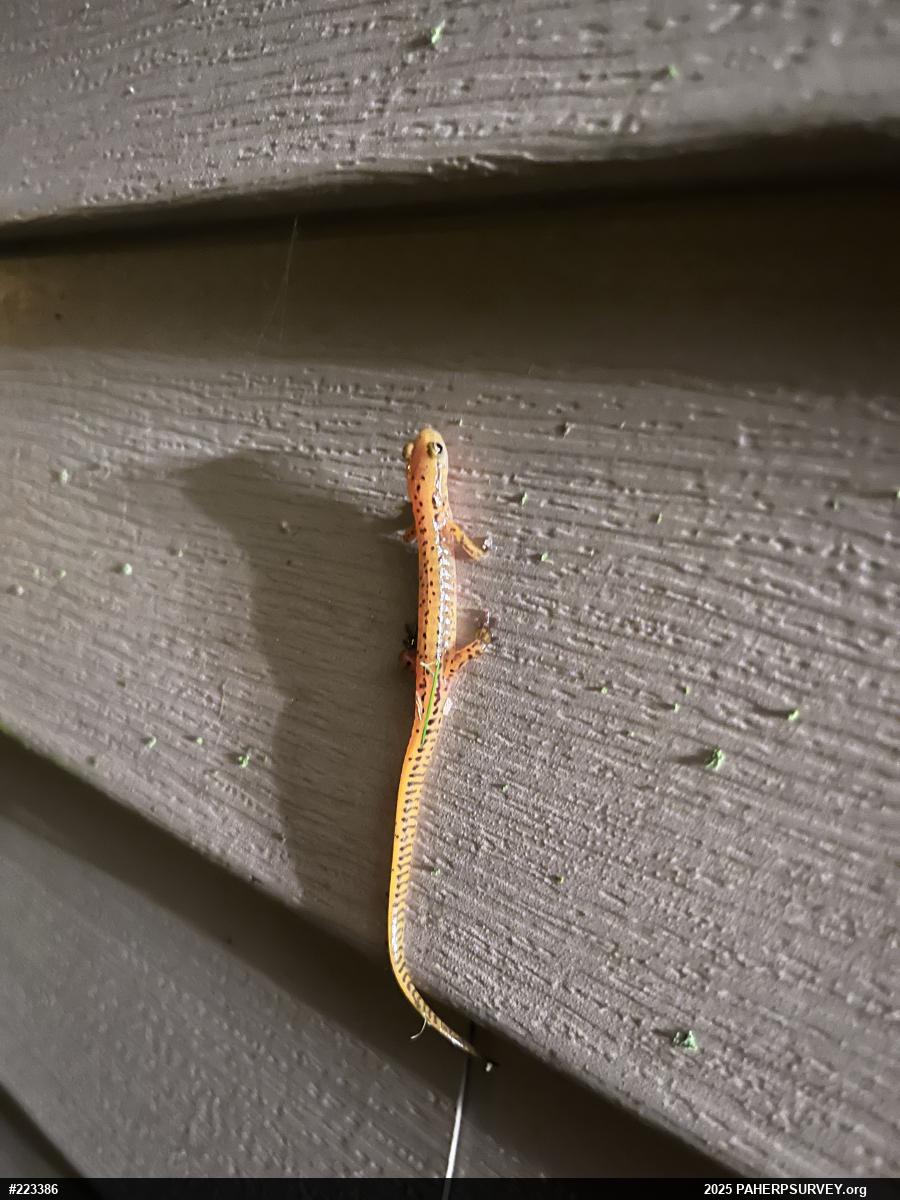 Eastern Long-tailed Salamander