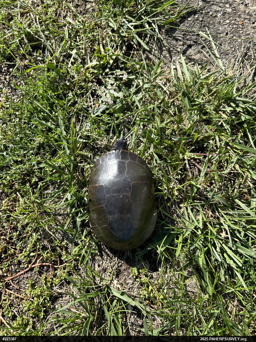 Midland Painted Turtle