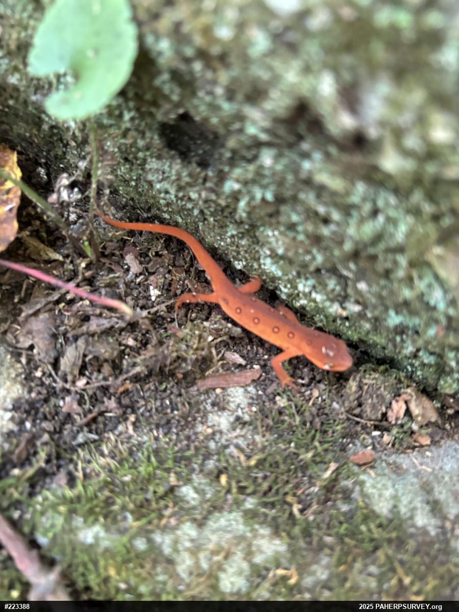 Red-spotted Newt