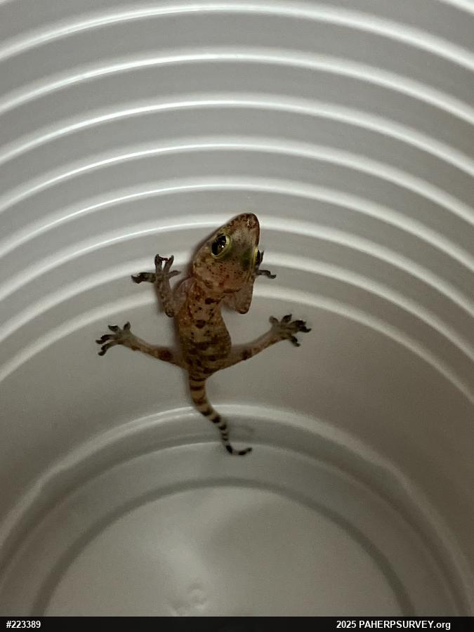 Mediterranean House Geckos