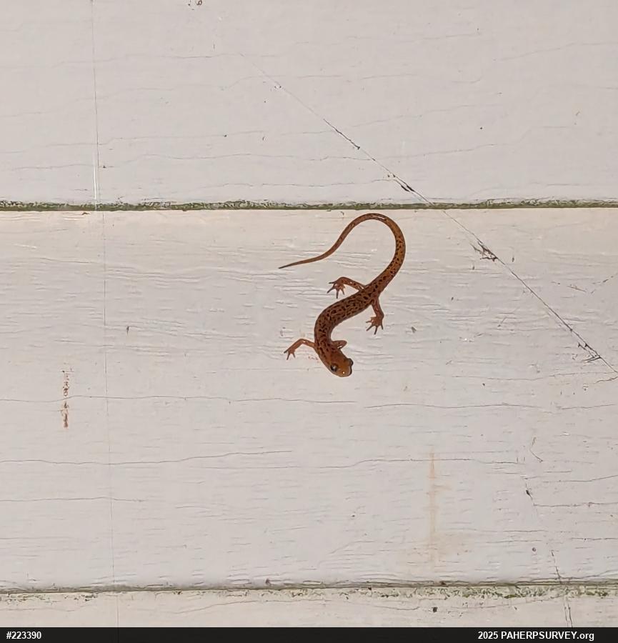 Eastern Long-tailed Salamander