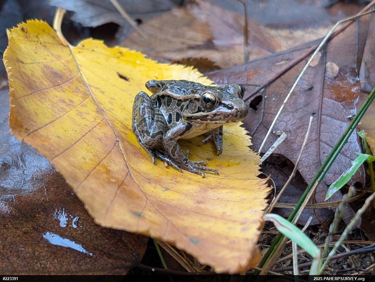 Pickerel Frog