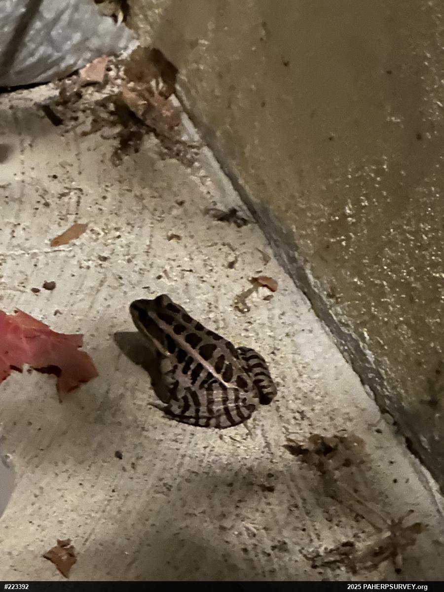 Pickerel Frog