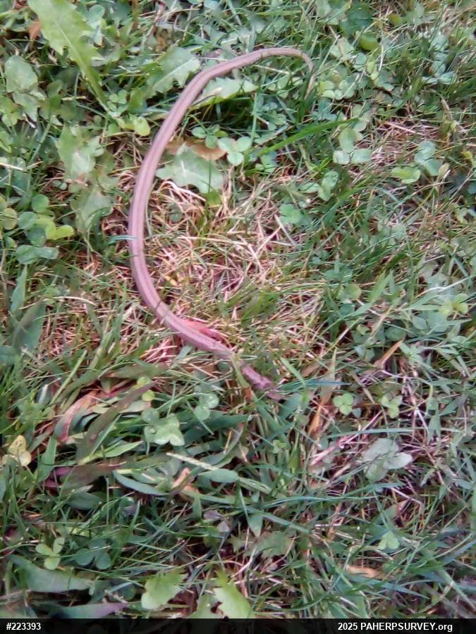 Dekay's Brownsnake
