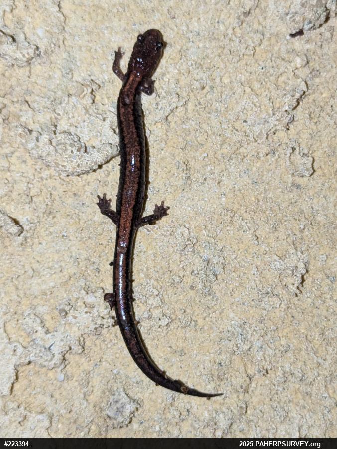 Eastern Red-backed  Salamander