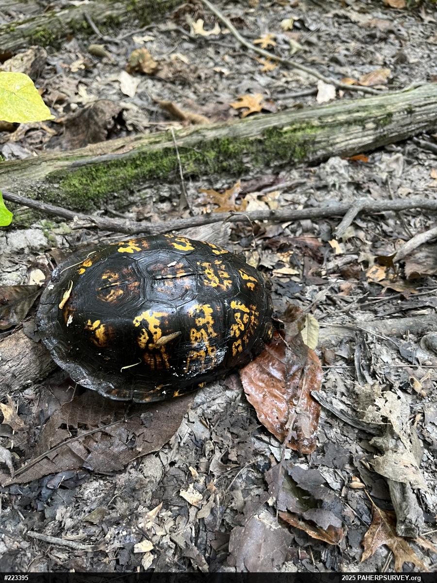 Eastern Box Turtle