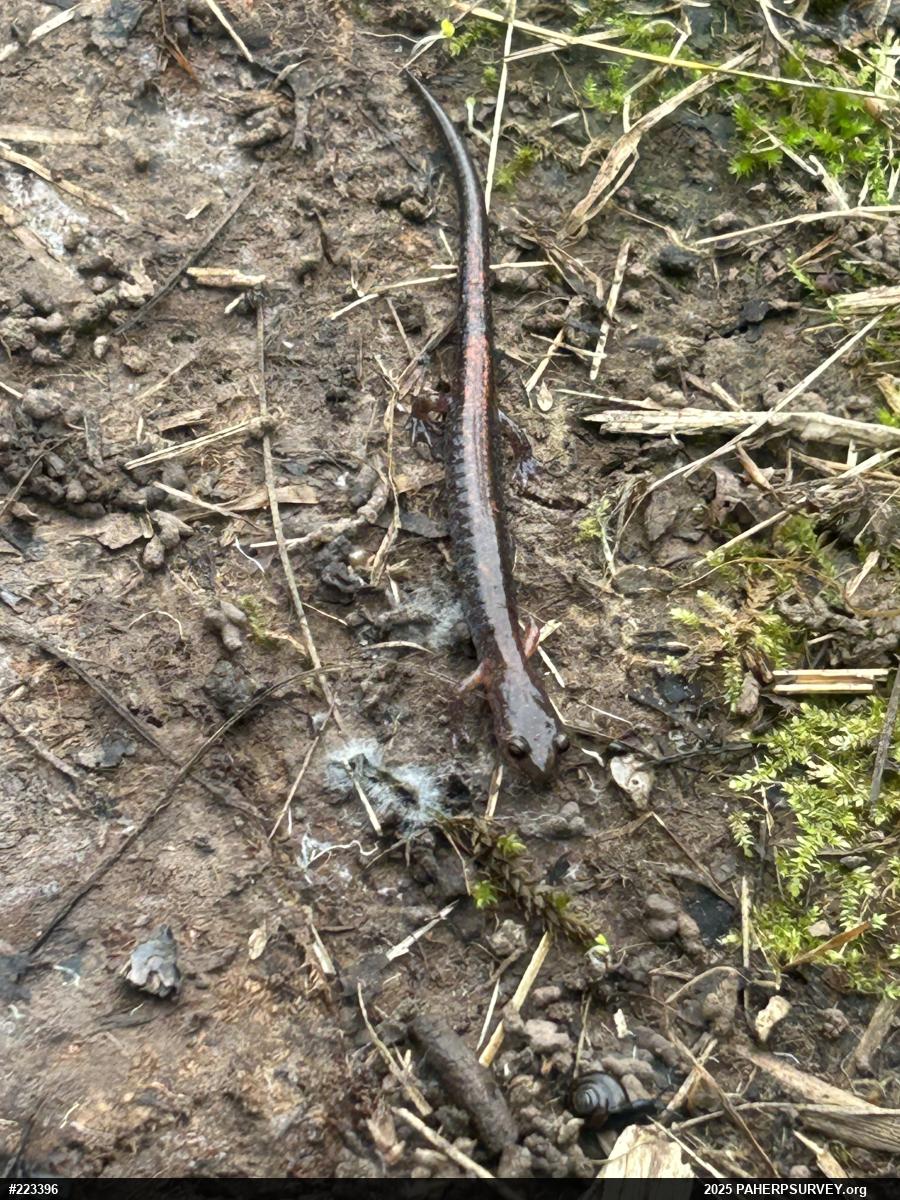 Eastern Red-backed  Salamander