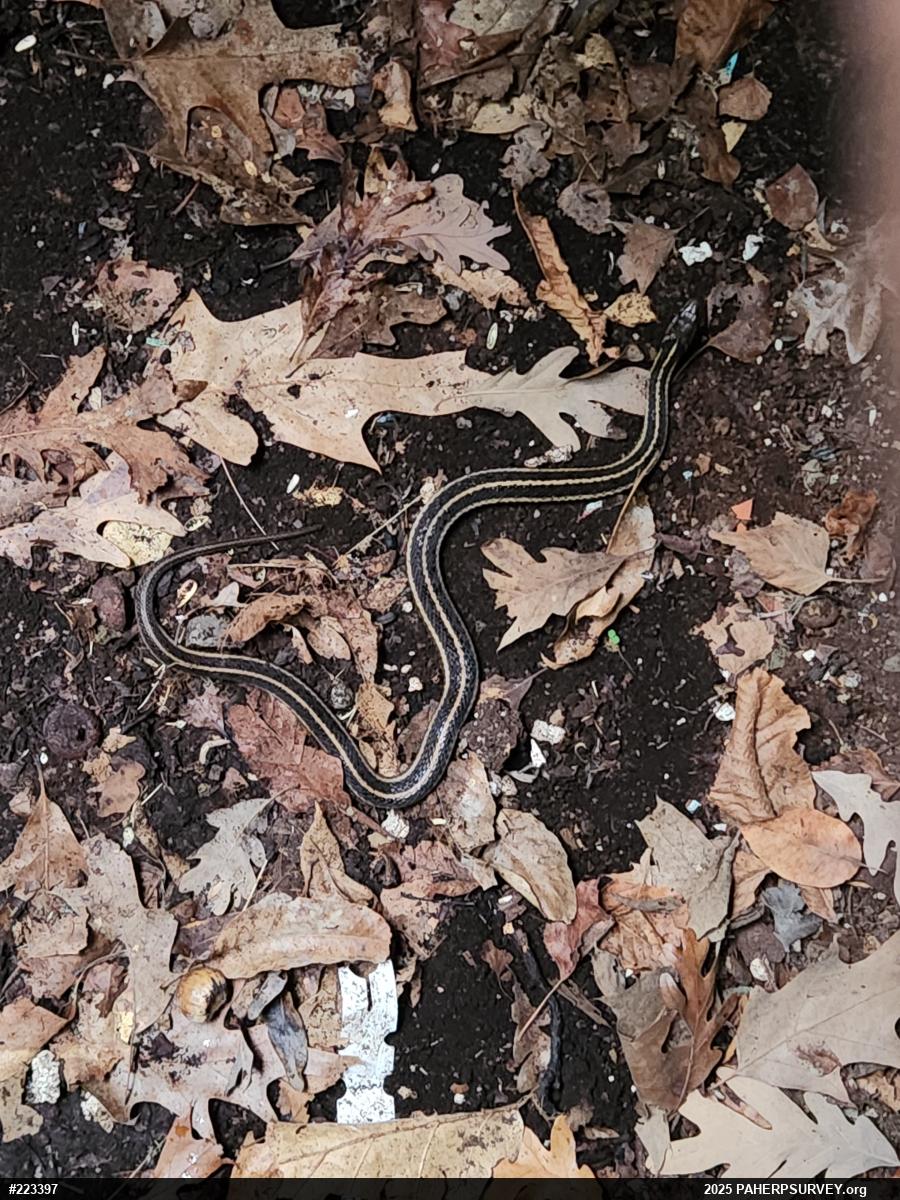 Eastern Gartersnake