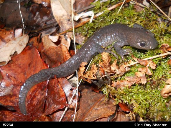 Jefferson Salamander