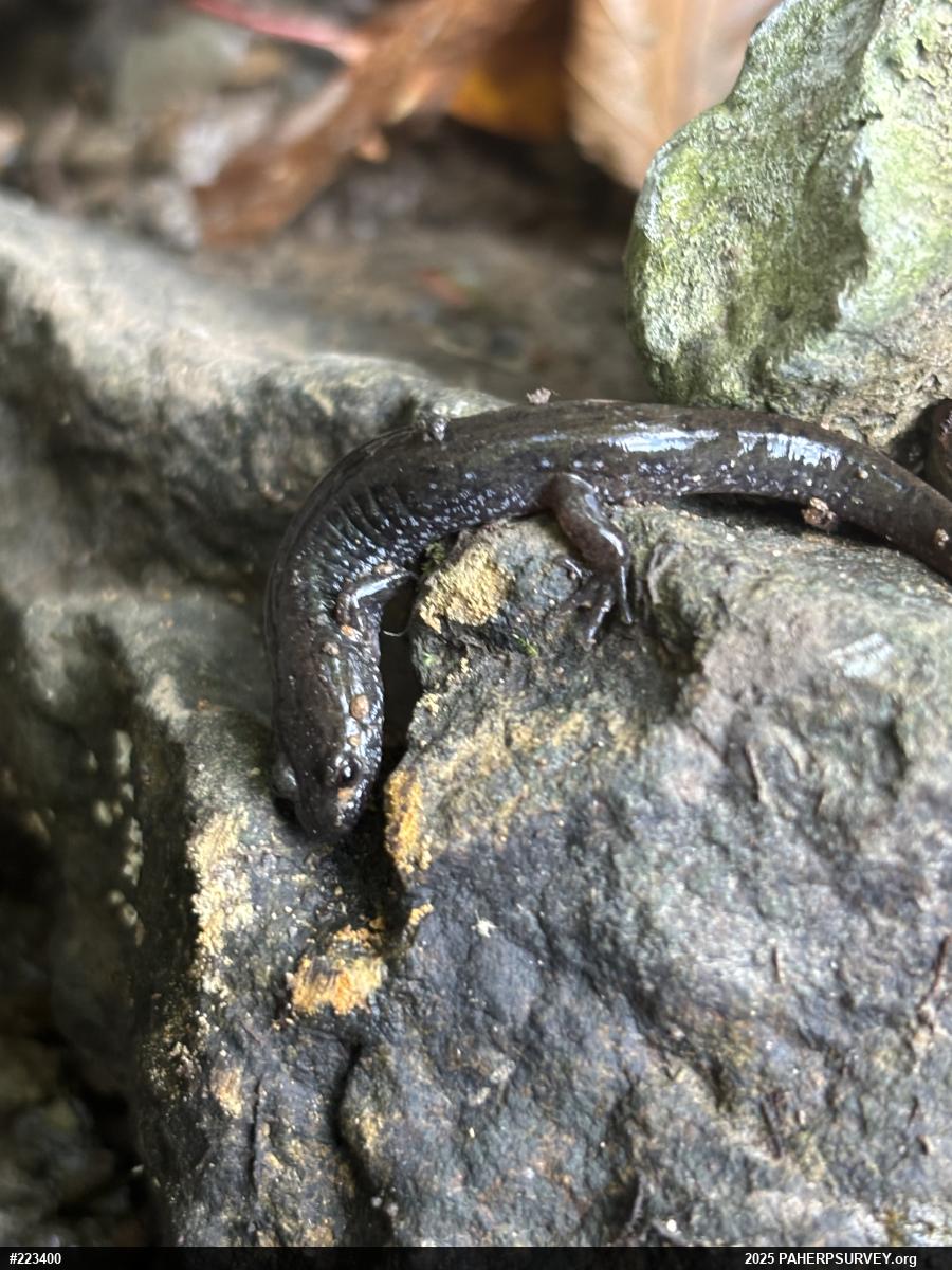 Northern Dusky Salamander