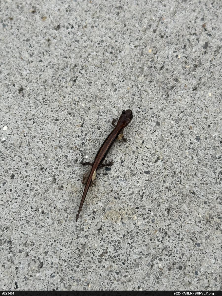 Eastern Red-backed  Salamander