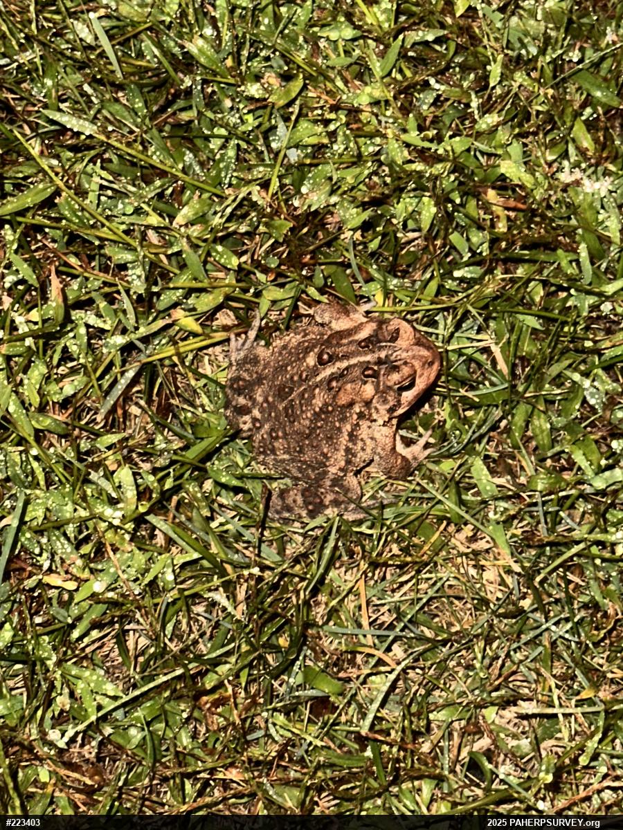 Eastern American Toad