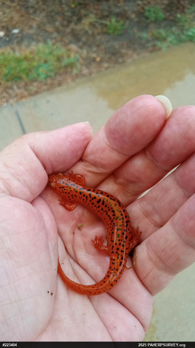Northern Red Salamander