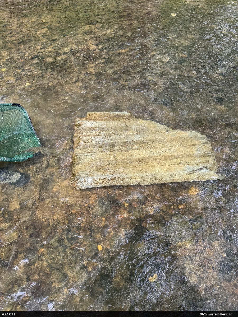 Eastern Hellbender