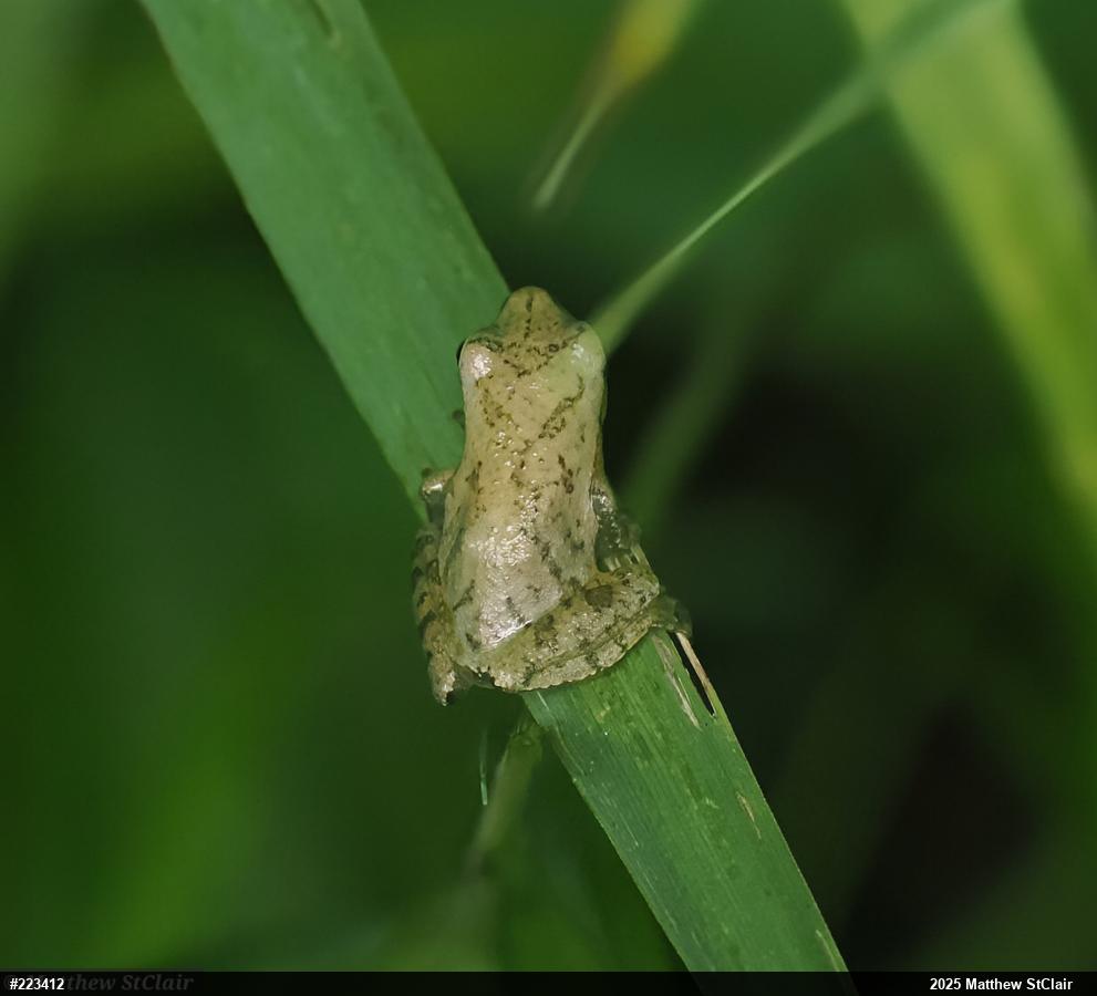 Spring Peeper
