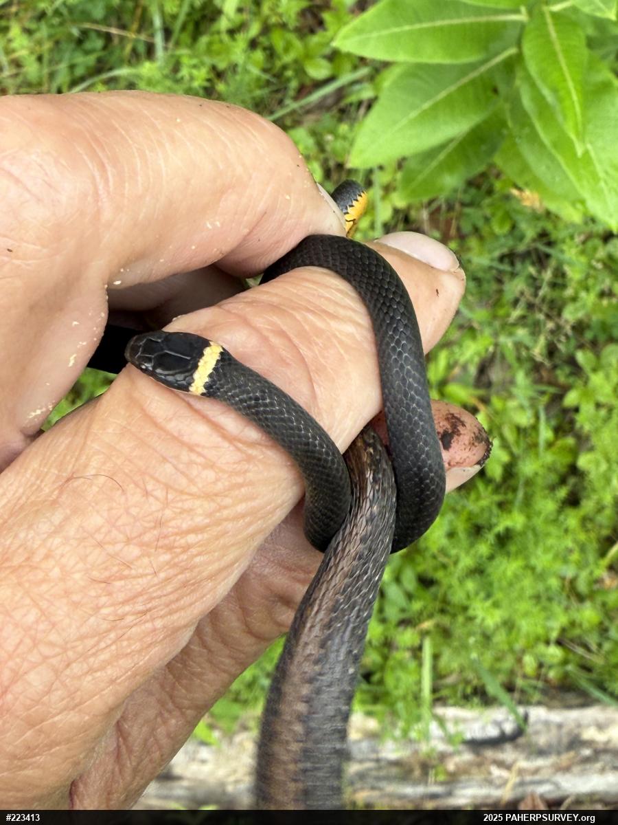 Northern Ring-necked Snake