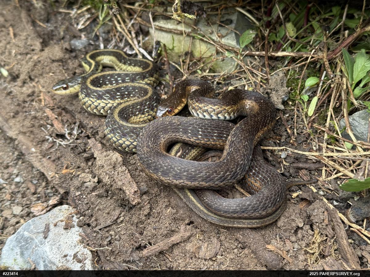 Eastern Gartersnake