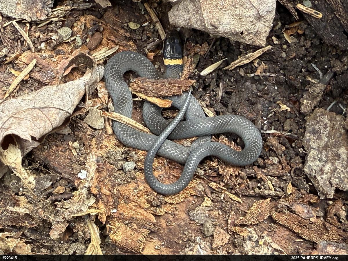 Northern Ring-necked Snake