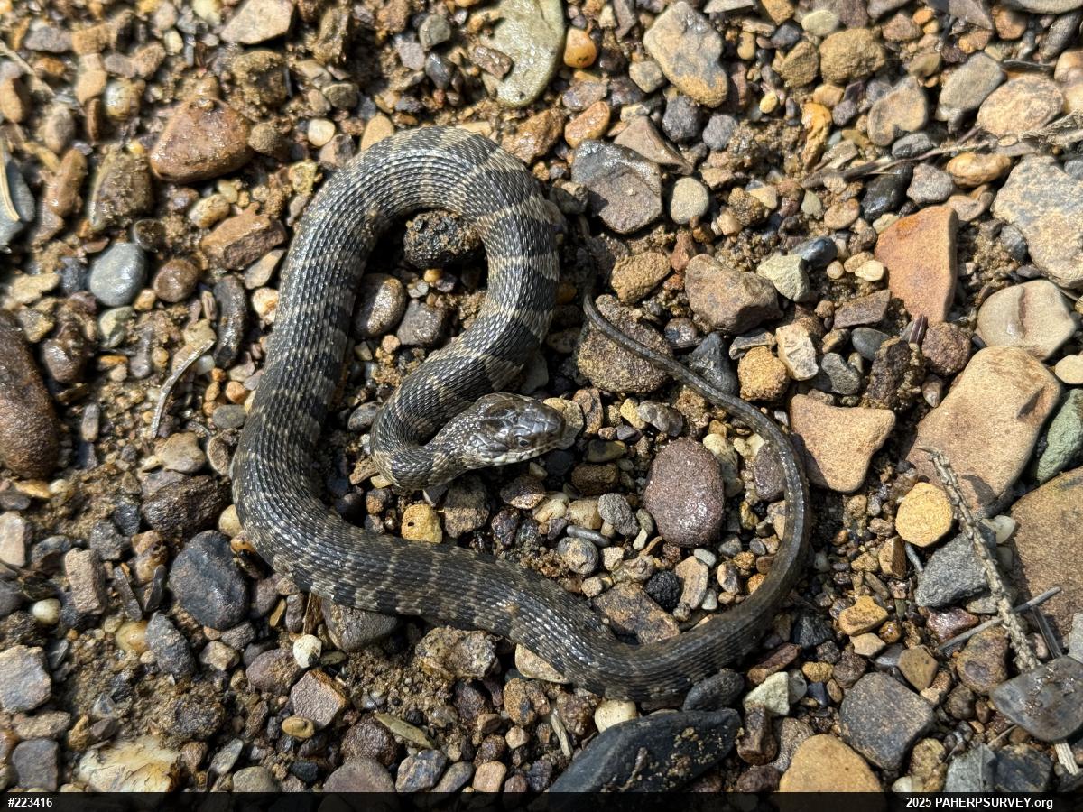Northern Watersnake