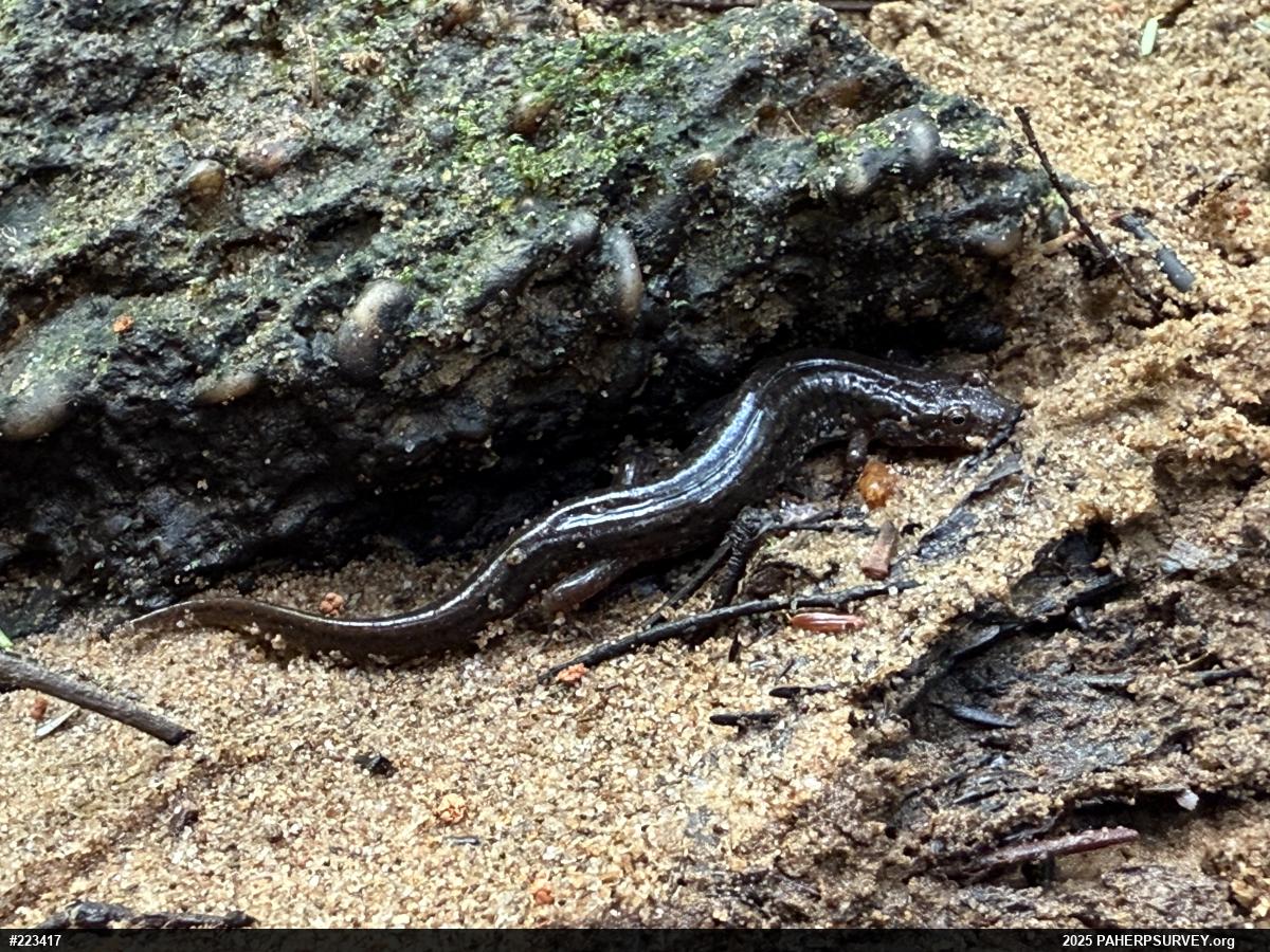 Northern Dusky Salamander