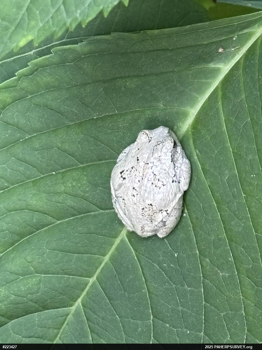 Unknown Gray Treefrog