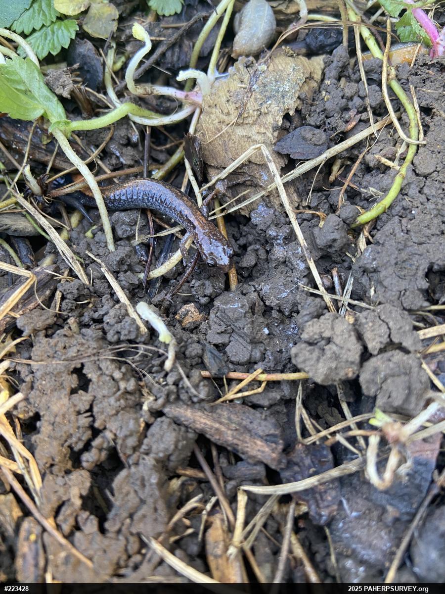 Eastern Red-backed  Salamander