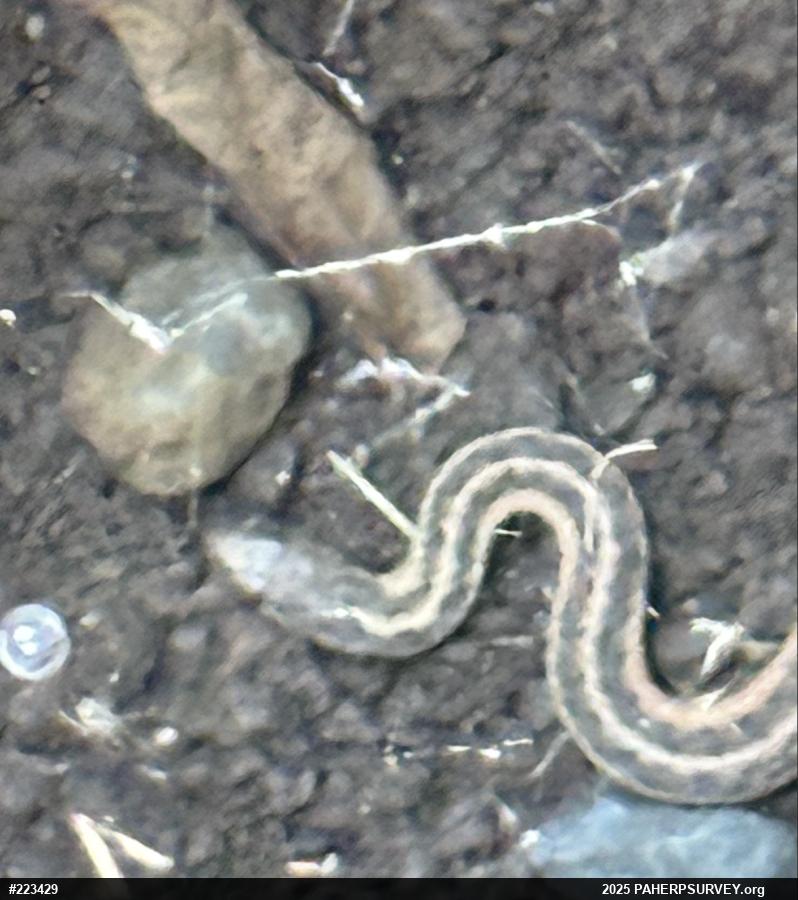 Eastern Gartersnake