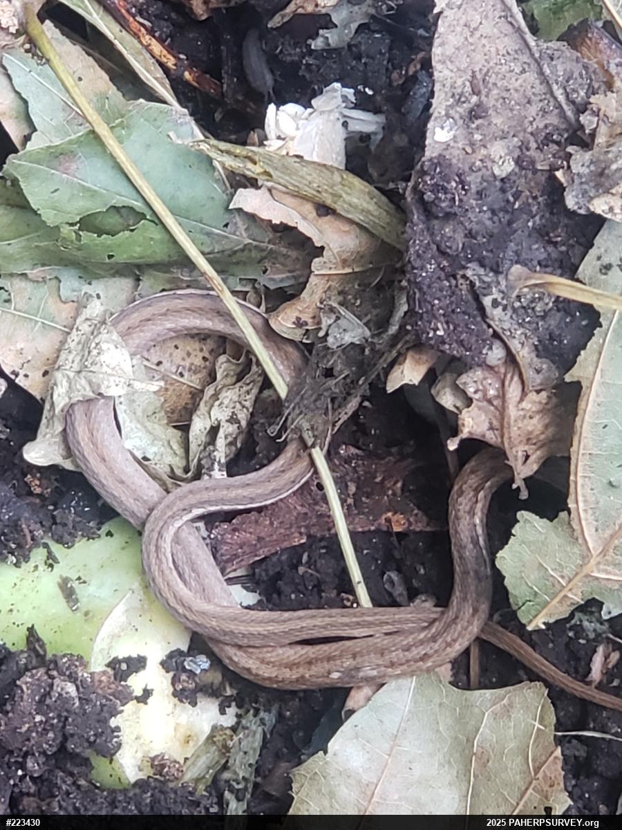 Dekay's Brownsnake