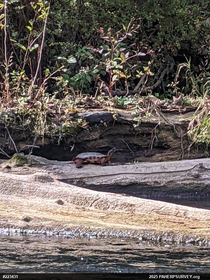 Wood Turtle