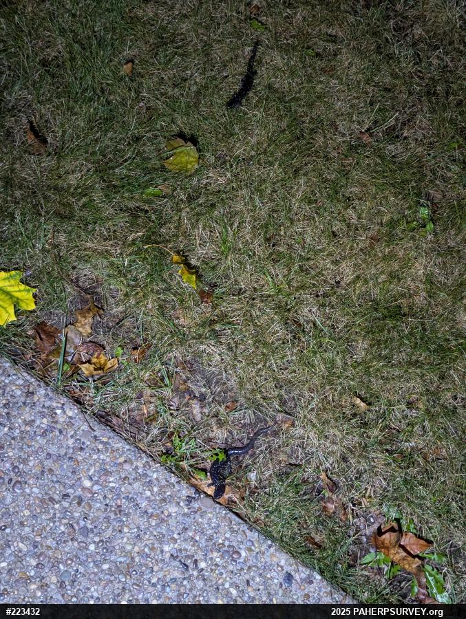 Northern Slimy Salamander