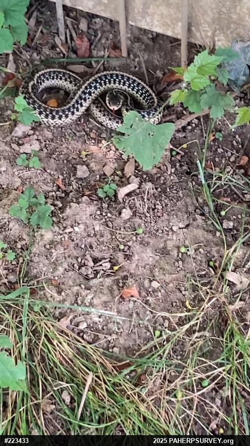 Eastern Gartersnake