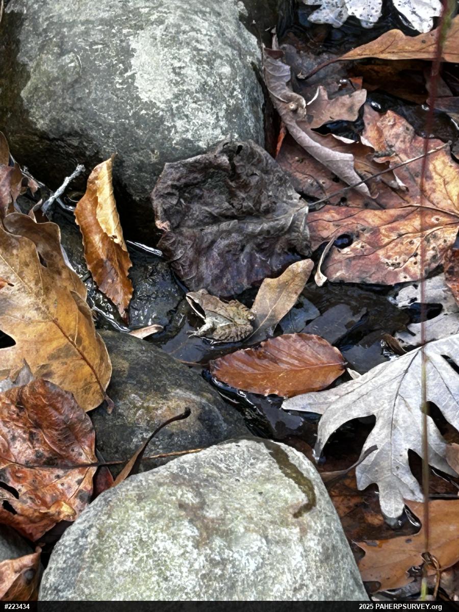 Wood Frog