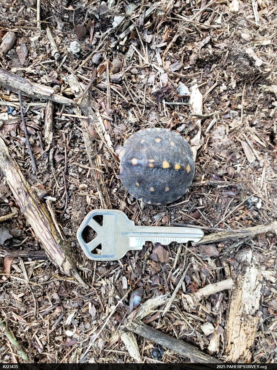 Eastern Box Turtle