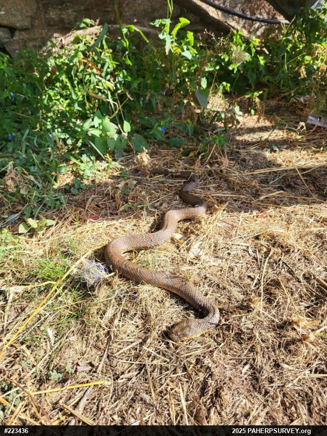 Northern Watersnake