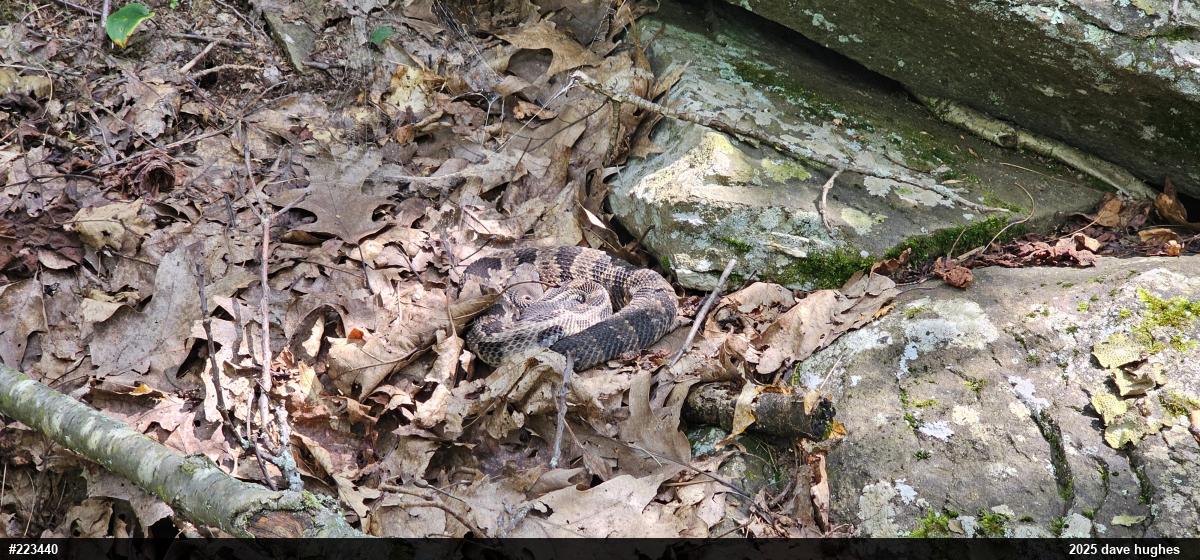 Timber Rattlesnake