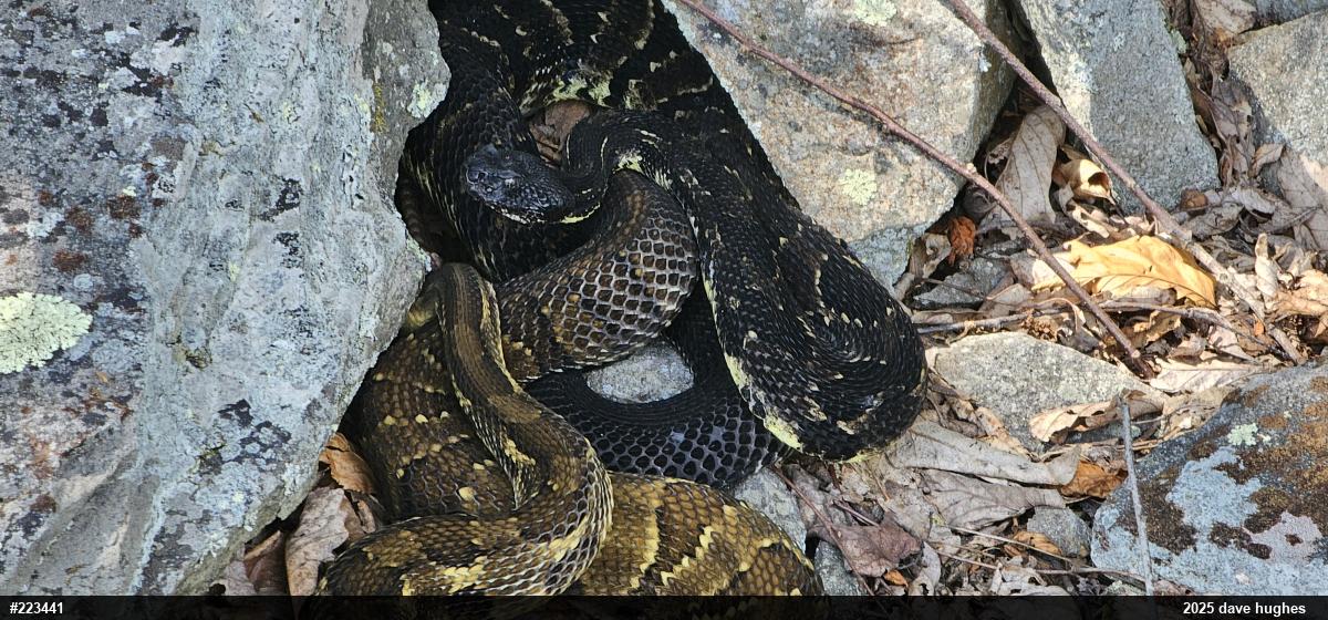 Timber Rattlesnake