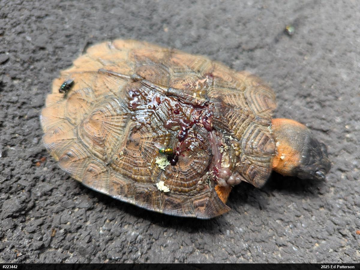 Wood Turtle